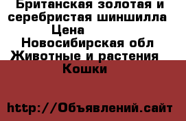 Британская золотая и серебристая шиншилла. › Цена ­ 15 000 - Новосибирская обл. Животные и растения » Кошки   